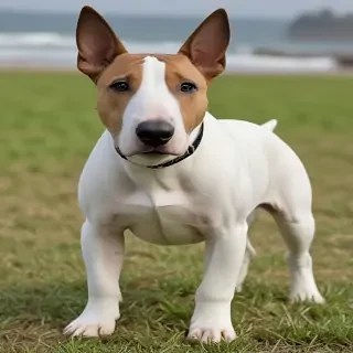 bull terrier dog breed
