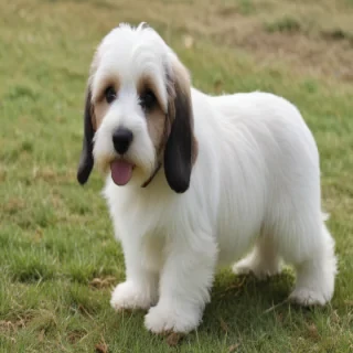 petit basset griffon vendeen