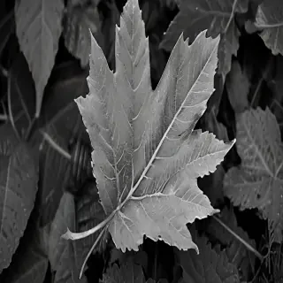 leaf images black and white