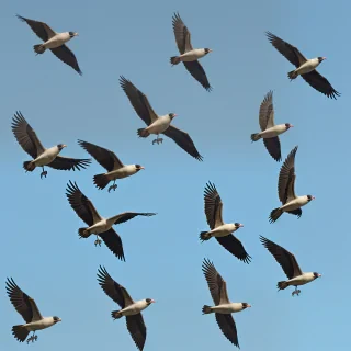 flying birds png