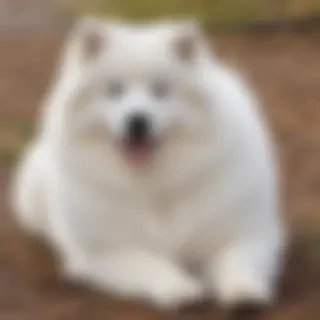 samoyed dog