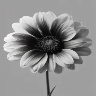 black and white flower png