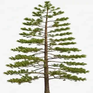 pine tree transparent