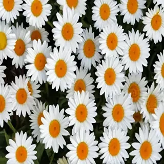 daisy background wallpaper