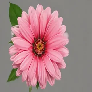 flower no bg