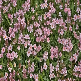 spring flowers
