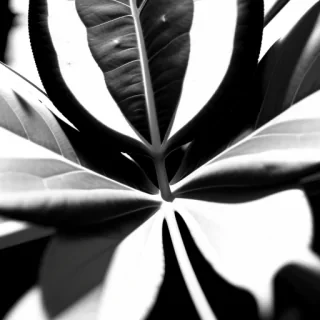 leaf black and white