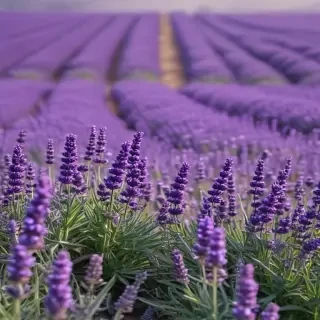 lavender iphone wallpaper