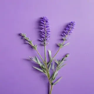 lavender background
