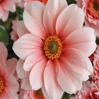 cute flower wallpapers