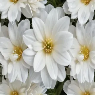 white flower transparent background