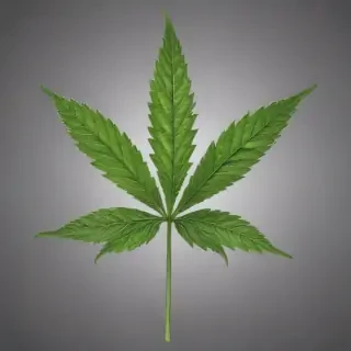 marijuana leaf transparent background