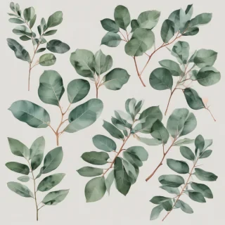transparent eucalyptus clipart