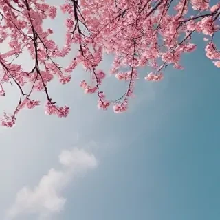 aesthetic spring wallpapers