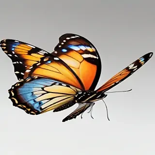 butterfly png transparent