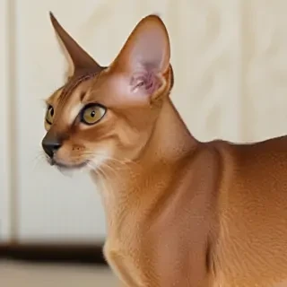 abyssinian breed