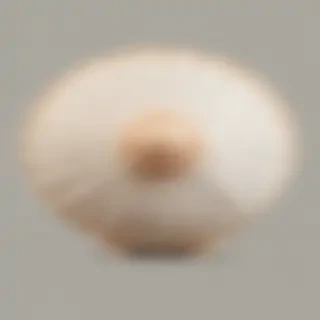 seashell png