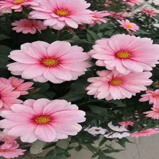 flowers aesthetic