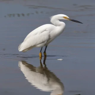 snowy egret