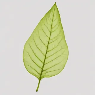 leaf png transparent