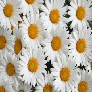 daisy background