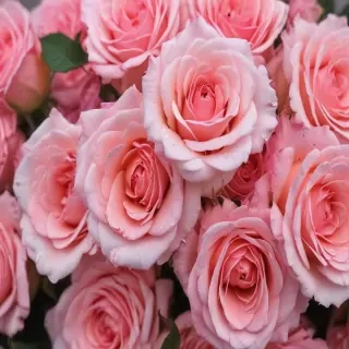 pink roses wallpaper iphone