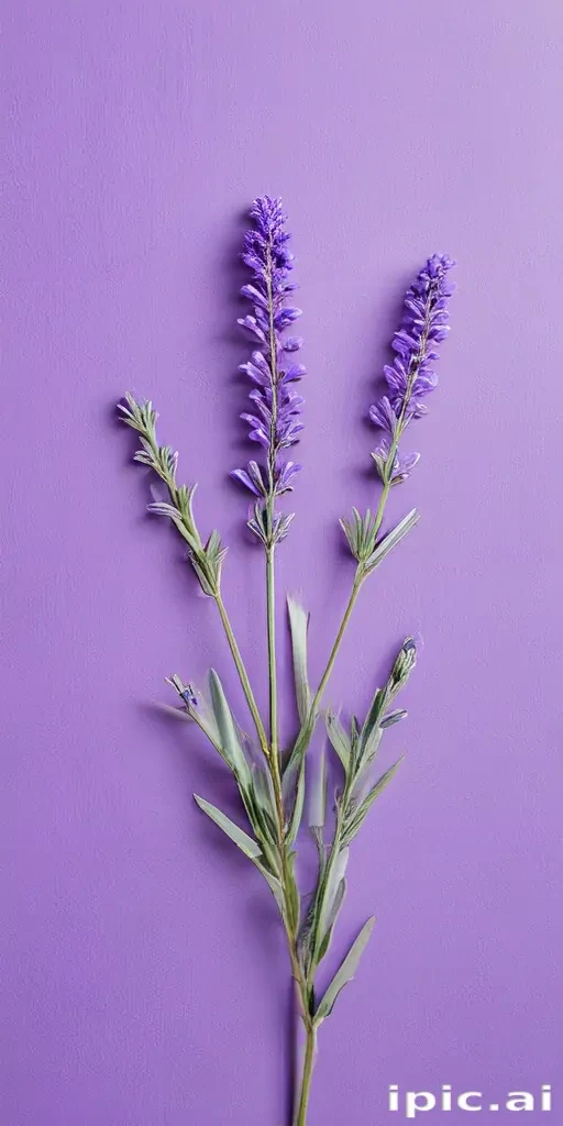lavender background