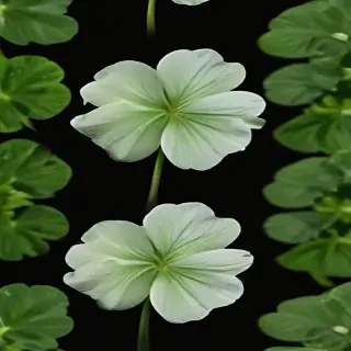clover png