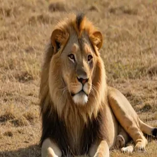 lion pictures