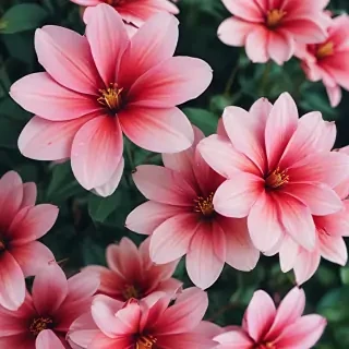 iphone flower wallpaper