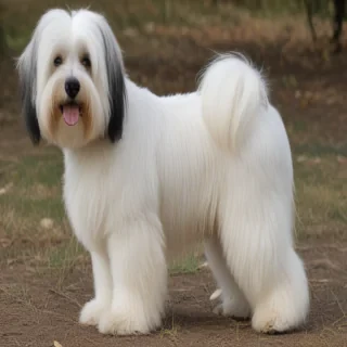 lowchen dog breed