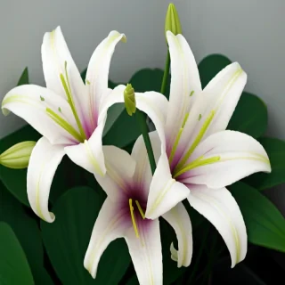 lily flowers