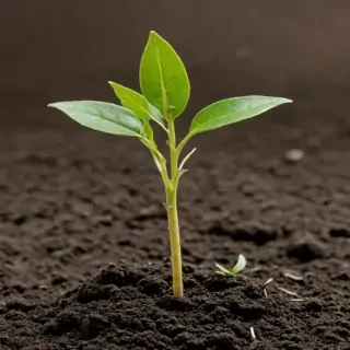 seedling png