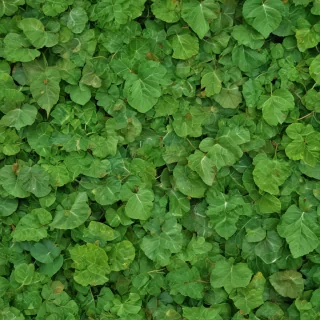 leaf background green