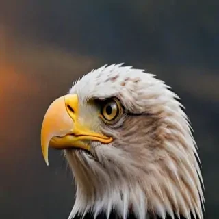 eagle background