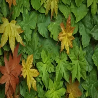 leaf backgrounds
