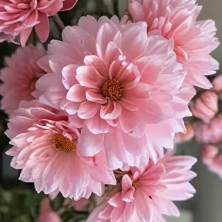 aesthetic flower pictures