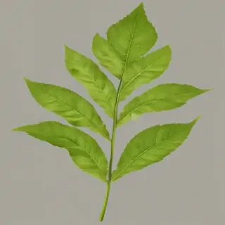 leaf png transparent