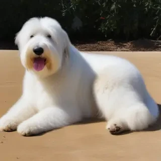 old english sheepdog