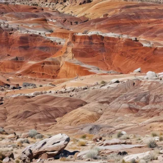 petrified forest