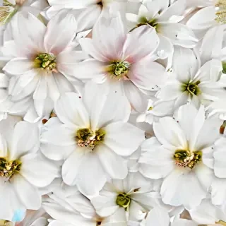white flowers png transparent