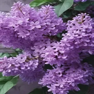 aesthetic lilac wallpaper