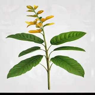 plant png clipart