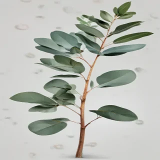 transparent eucalyptus clipart
