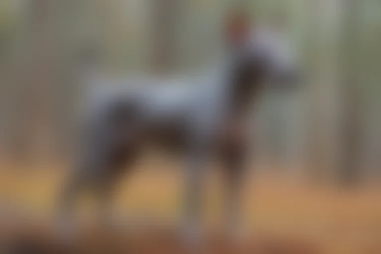 american hairless terrier