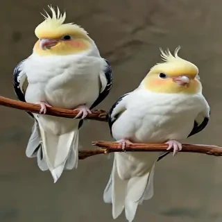 cockatiels