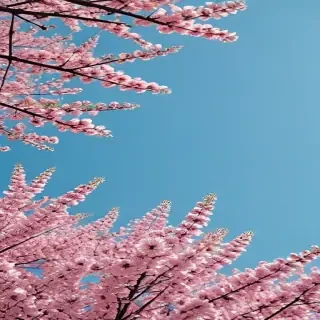 aesthetic spring wallpapers