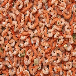 shrimp png