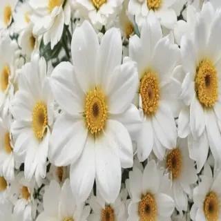 flower on white background