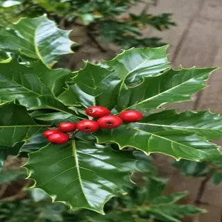 images holly
